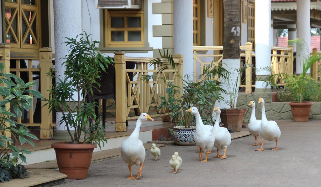 Golden Swan Beach Resort Murūd Esterno foto